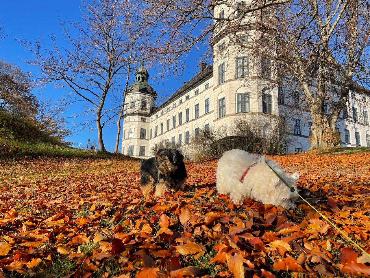 Dois cachorros pequenos em folhas de outono em frente a um castelo europeu, representando viagens internacionais para pets