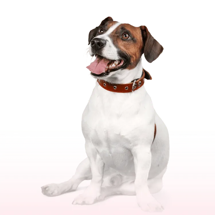 Microchipagem e orientações